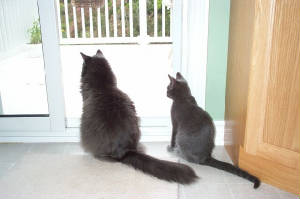 Misty and Misha watching birds together