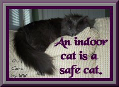 An Indoor Cat is a Safe Cat