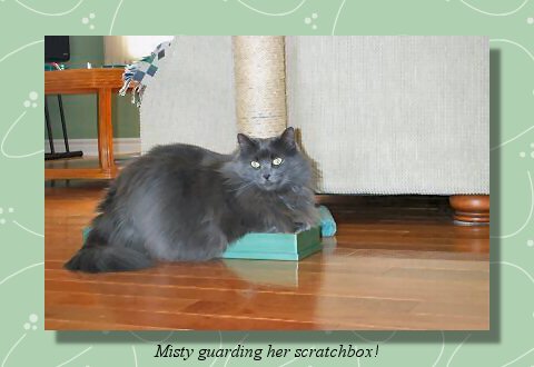 Misty loves her scratchbox!