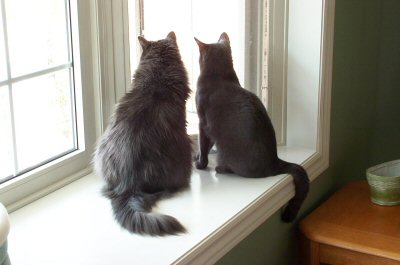 Misha and Misty looking out the window